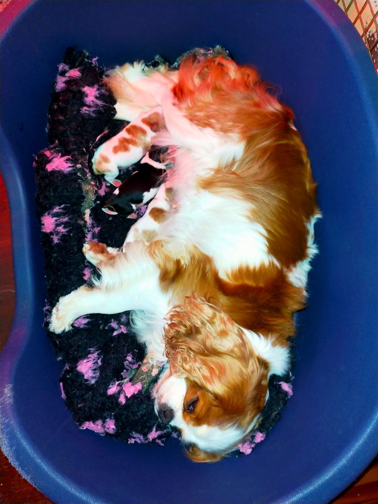 chiot Cavalier King Charles Spaniel Du Petit Monde De Brigalane