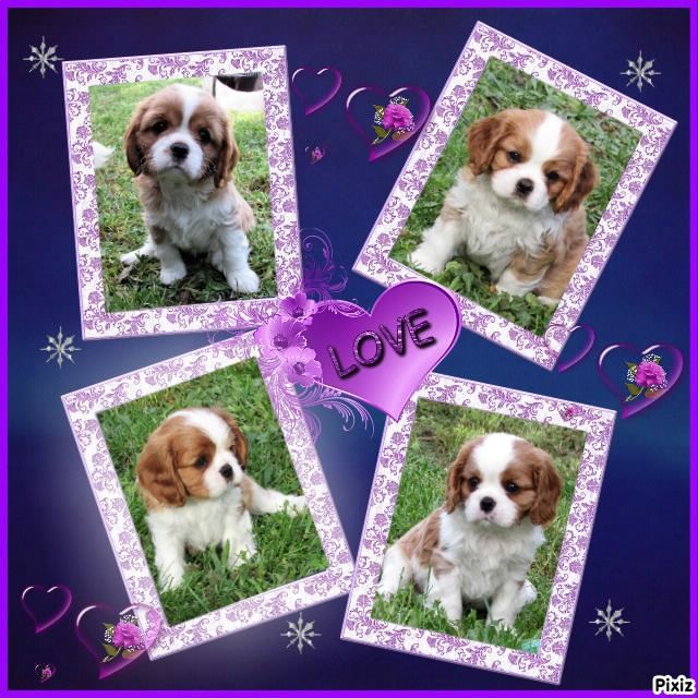 chiot Cavalier King Charles Spaniel Du Petit Monde De Brigalane