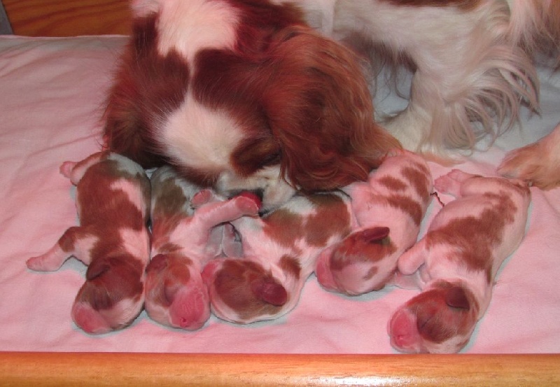 Du Petit Monde De Brigalane - Cavalier King Charles Spaniel - Portée née le 30/06/2015