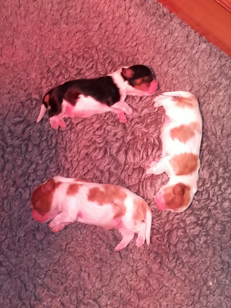 Du Petit Monde De Brigalane - Chiot disponible  - Cavalier King Charles Spaniel