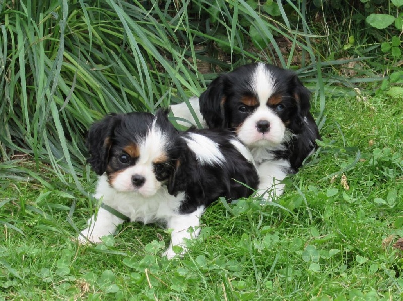 Du Petit Monde De Brigalane - Cavalier King Charles Spaniel - Portée née le 02/06/2014