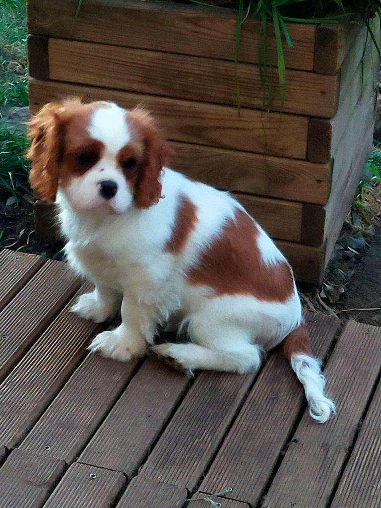 Du Petit Monde De Brigalane - Chiot disponible  - Cavalier King Charles Spaniel