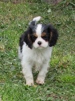 Du Petit Monde De Brigalane - Cavalier King Charles Spaniel - Portée née le 28/11/2020