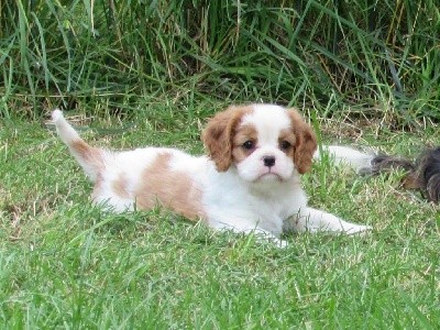 Du Petit Monde De Brigalane - Cavalier King Charles Spaniel - Portée née le 29/05/2021