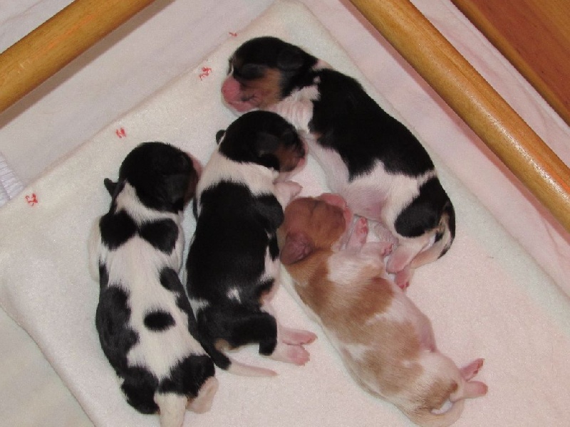 Du Petit Monde De Brigalane - Cavalier King Charles Spaniel - Portée née le 05/07/2016