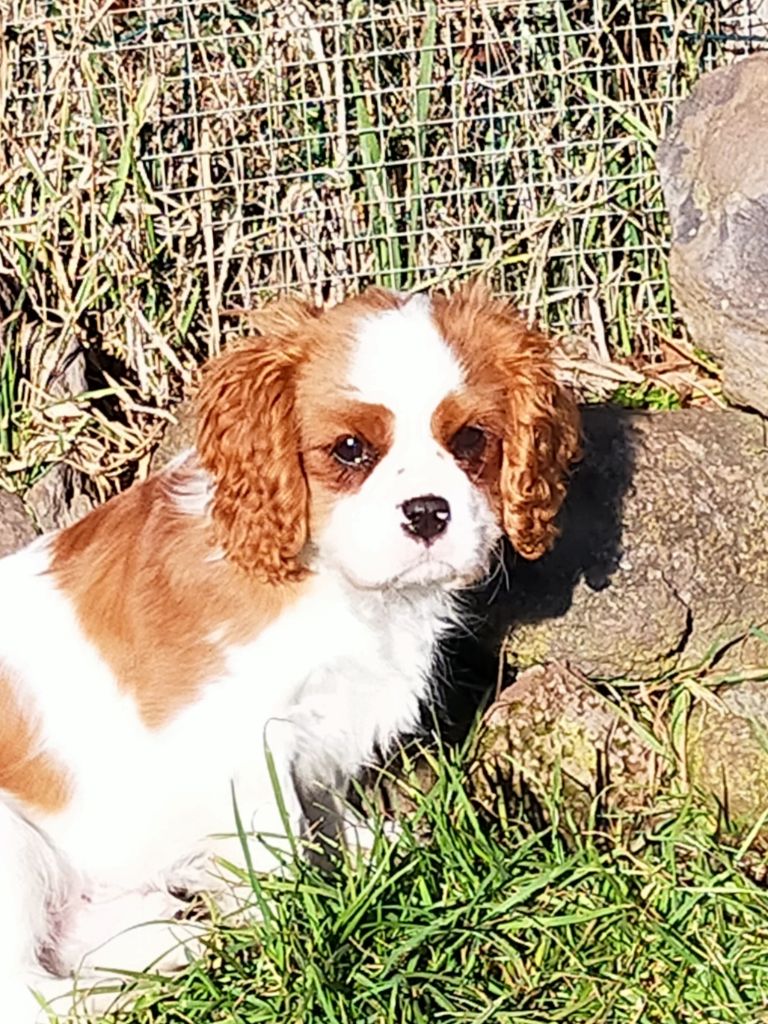 Du Petit Monde De Brigalane - Chiot disponible  - Cavalier King Charles Spaniel