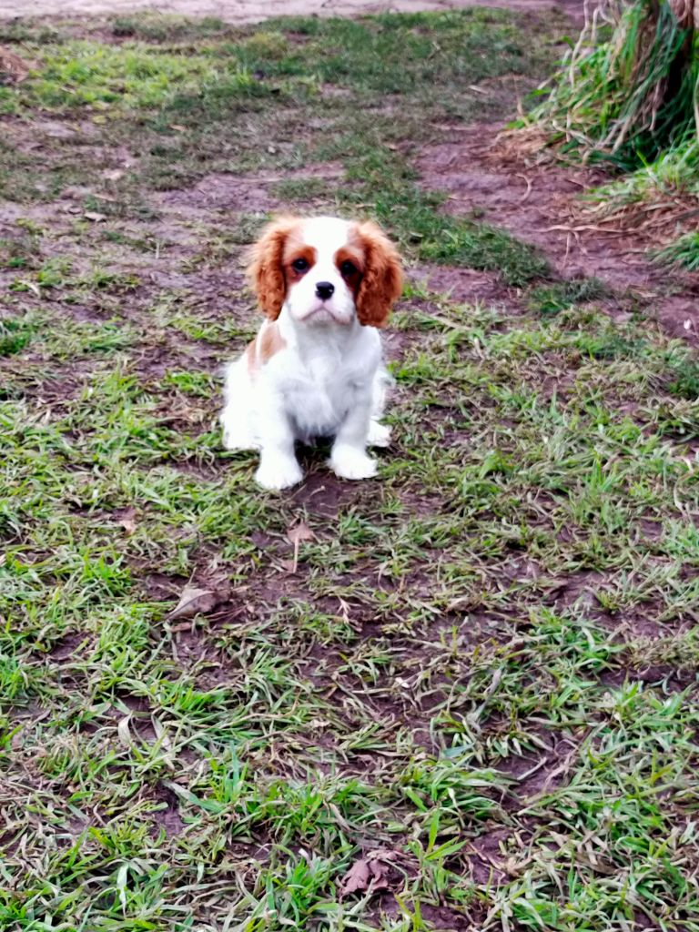 Du Petit Monde De Brigalane - Chiot disponible  - Cavalier King Charles Spaniel