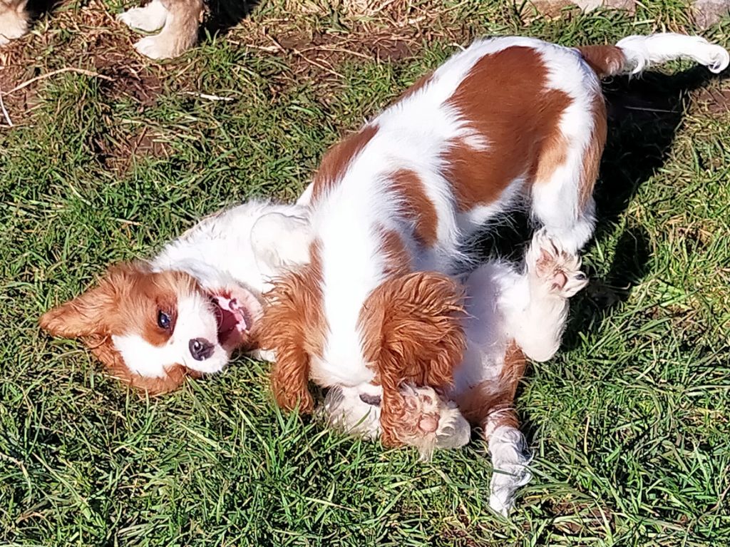 Du Petit Monde De Brigalane - CHIOTS DISPONIBLES DE SUITE