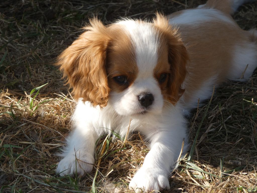 Du Petit Monde De Brigalane - Chiots disponibles - Cavalier King Charles Spaniel