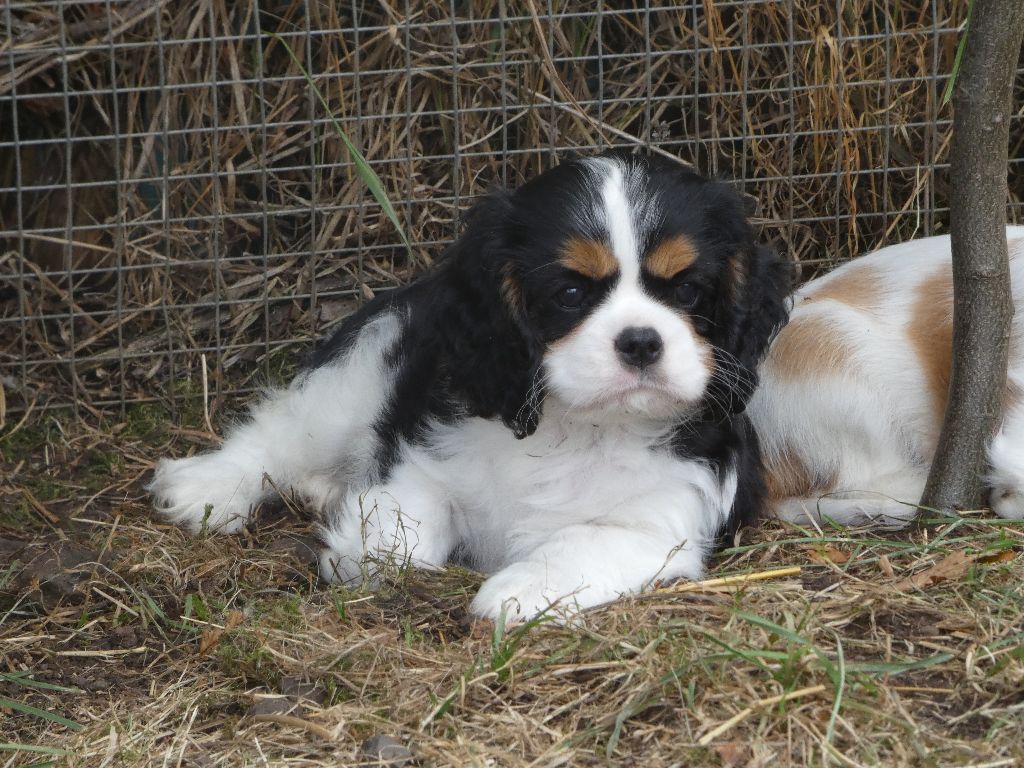 Du Petit Monde De Brigalane - Chiots disponibles - Cavalier King Charles Spaniel
