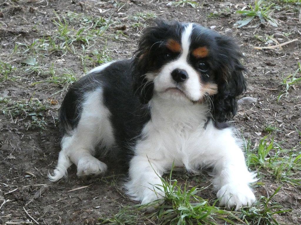 Du Petit Monde De Brigalane - Chiots disponibles - Cavalier King Charles Spaniel