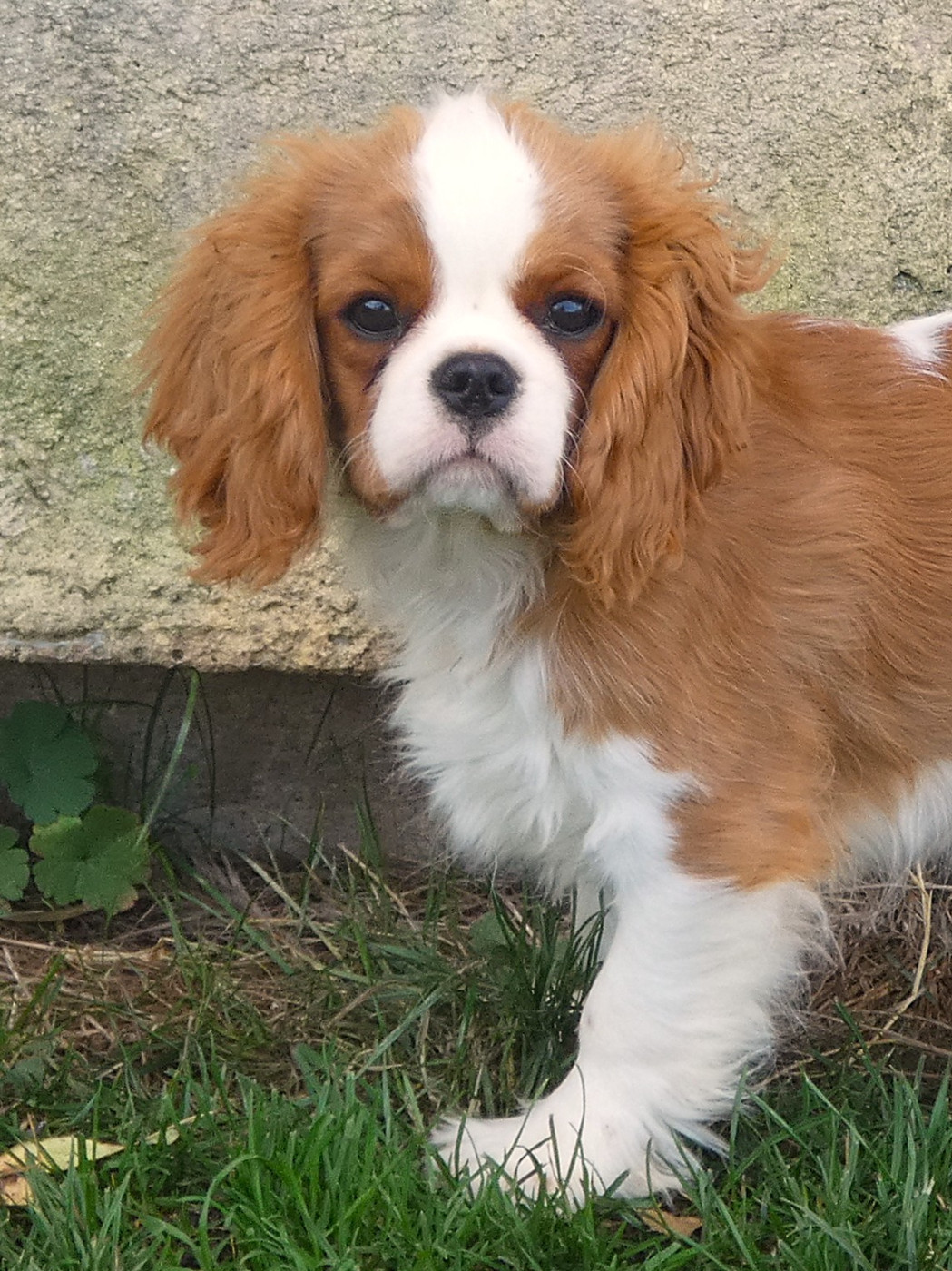 Du Petit Monde De Brigalane - Chiots disponibles - Cavalier King Charles Spaniel