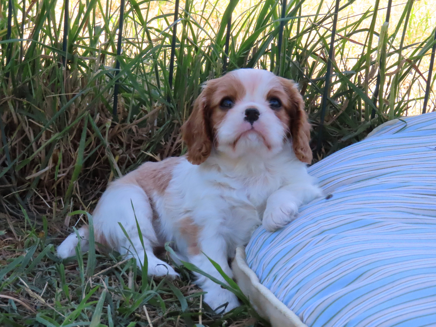 Du Petit Monde De Brigalane - Chiots disponibles - Cavalier King Charles Spaniel