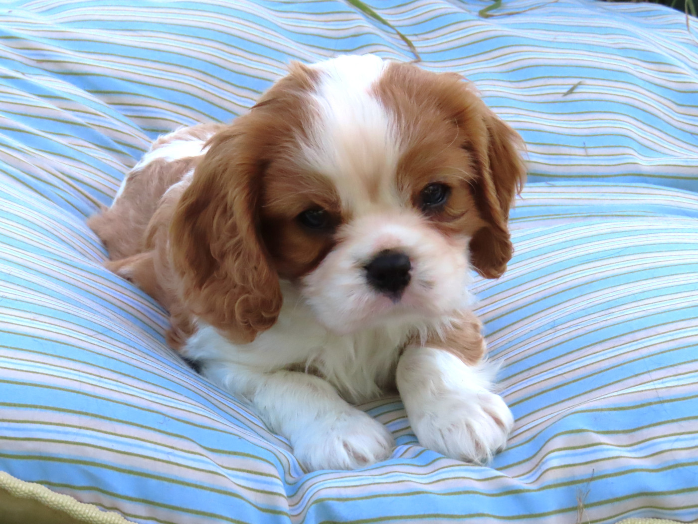 Du Petit Monde De Brigalane - Chiots disponibles - Cavalier King Charles Spaniel