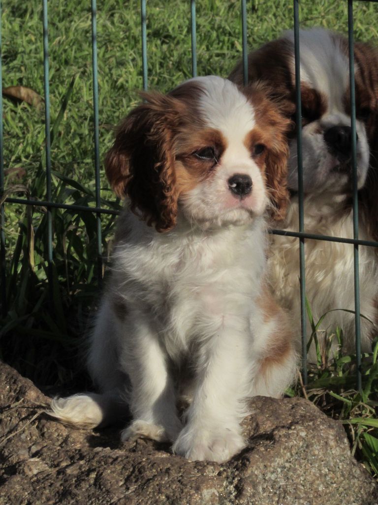 Du Petit Monde De Brigalane - Chiots disponibles - Cavalier King Charles Spaniel