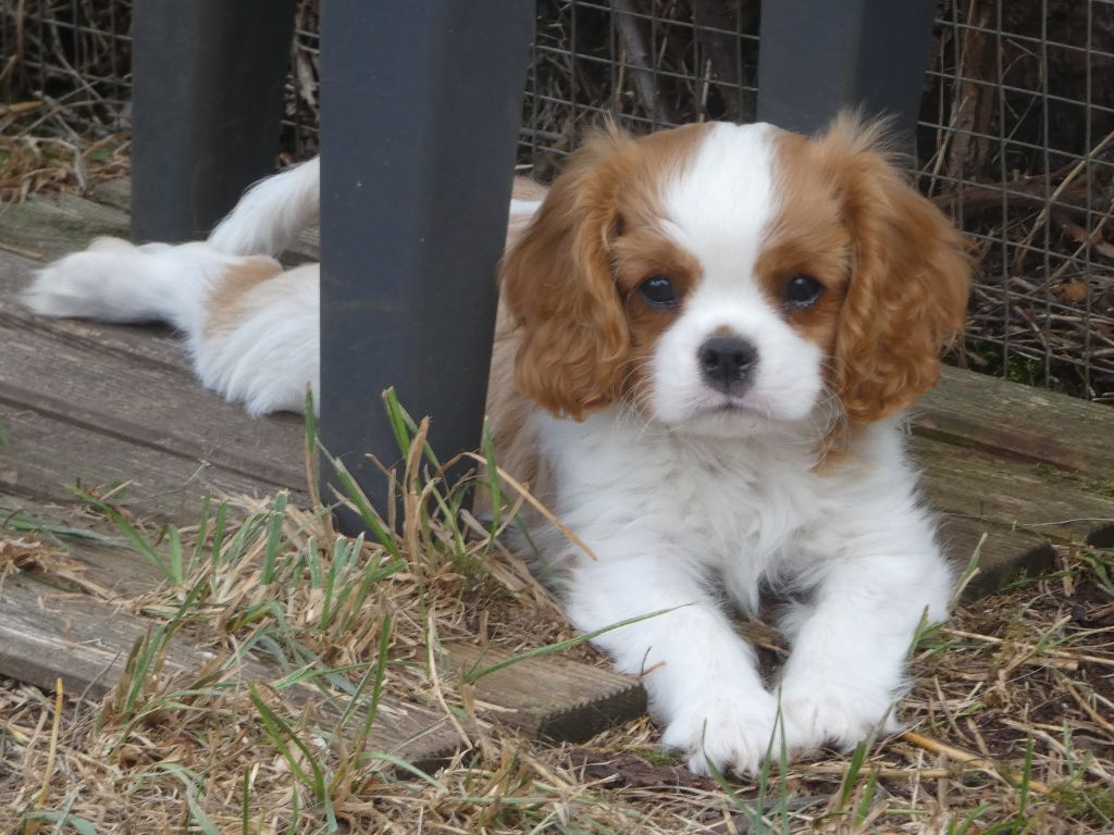 Du Petit Monde De Brigalane - Chiots disponibles - Cavalier King Charles Spaniel