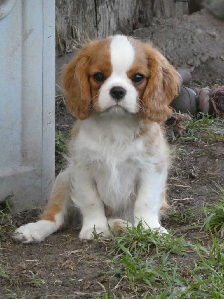 Du Petit Monde De Brigalane - Chiots disponibles - Cavalier King Charles Spaniel
