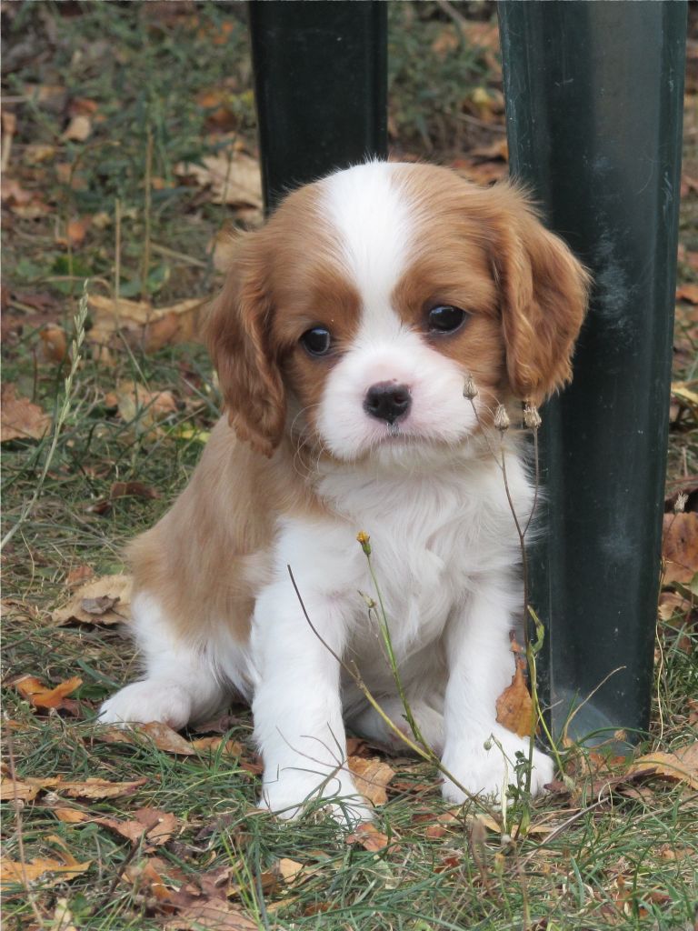 Du Petit Monde De Brigalane - Cavalier King Charles Spaniel - Portée née le 18/08/2018