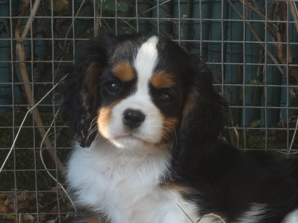 Du Petit Monde De Brigalane - Chiots disponibles - Cavalier King Charles Spaniel