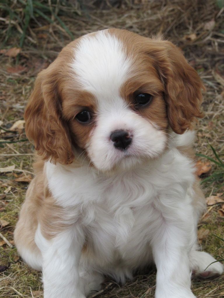 Du Petit Monde De Brigalane - Cavalier King Charles Spaniel - Portée née le 18/08/2018
