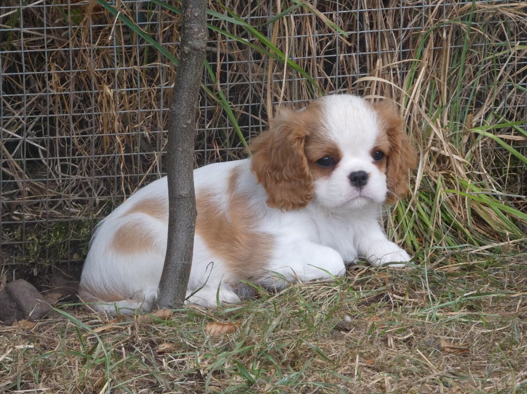 Du Petit Monde De Brigalane - Chiots disponibles - Cavalier King Charles Spaniel