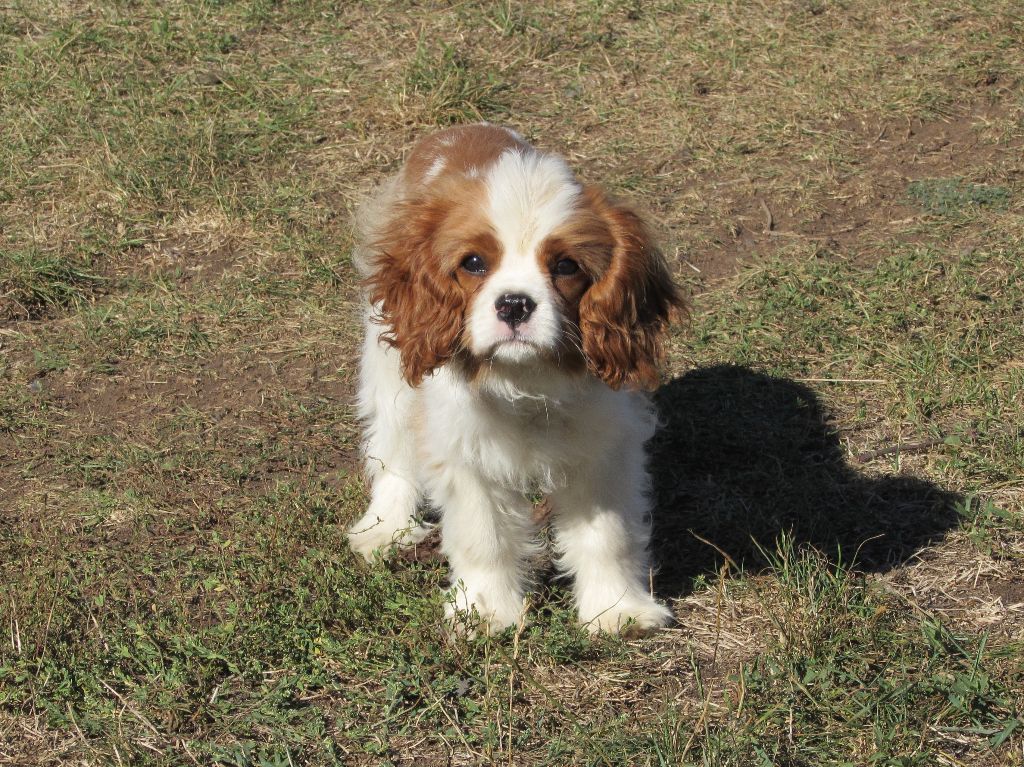 Du Petit Monde De Brigalane - Cavalier King Charles Spaniel - Portée née le 15/06/2019