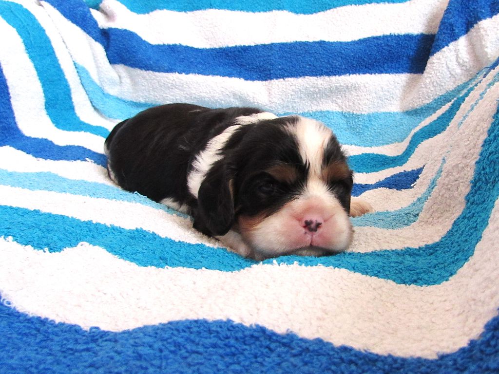 Du Petit Monde De Brigalane - Cavalier King Charles Spaniel - Portée née le 19/03/2025