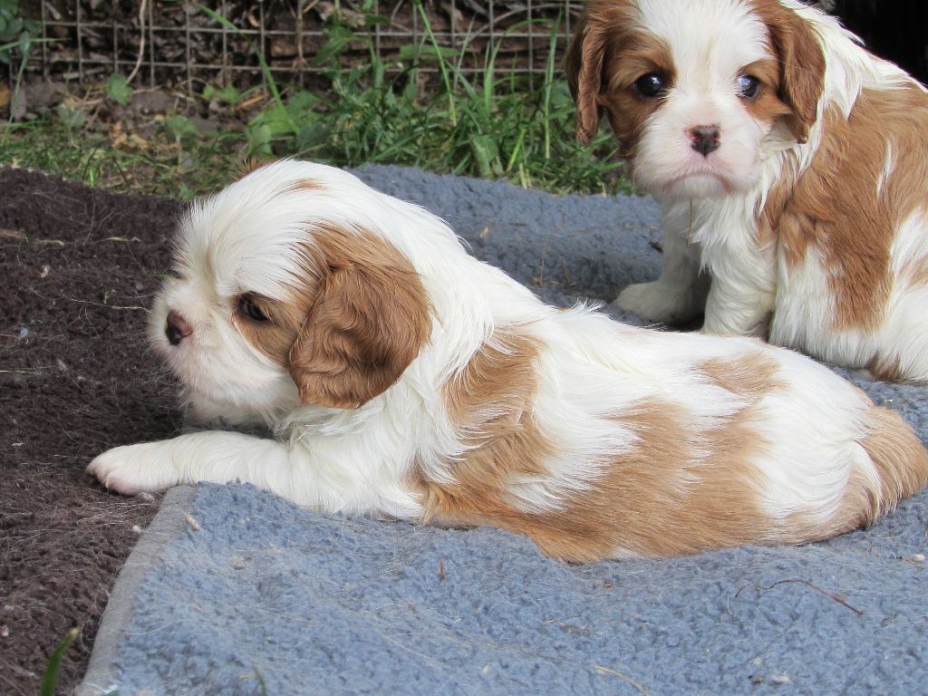 Du Petit Monde De Brigalane - Cavalier King Charles Spaniel - Portée née le 02/05/2020