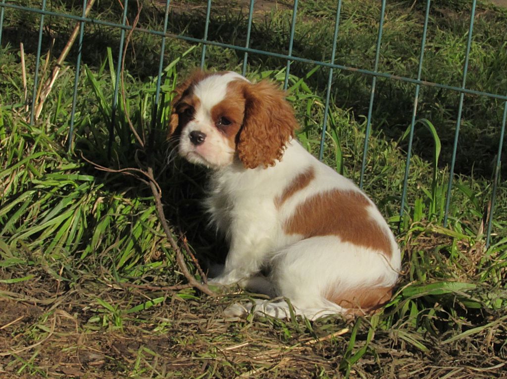 Du Petit Monde De Brigalane - Chiots disponibles - Cavalier King Charles Spaniel