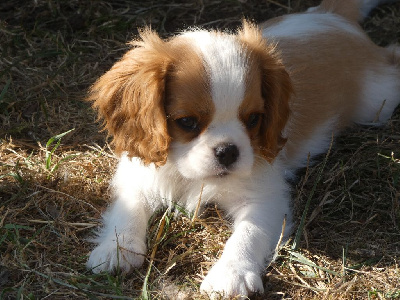 CHIOT 4