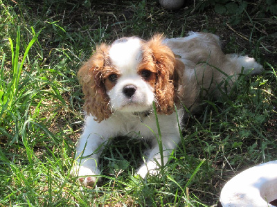CHIOT 2