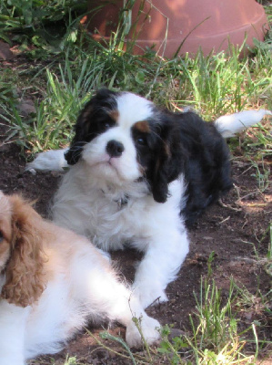CHIOT 1