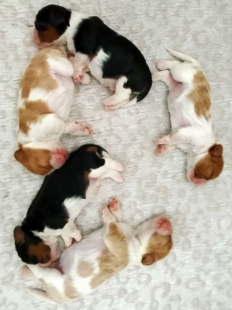 Du Petit Monde De Brigalane - Cavalier King Charles Spaniel - Portée née le 25/05/2022