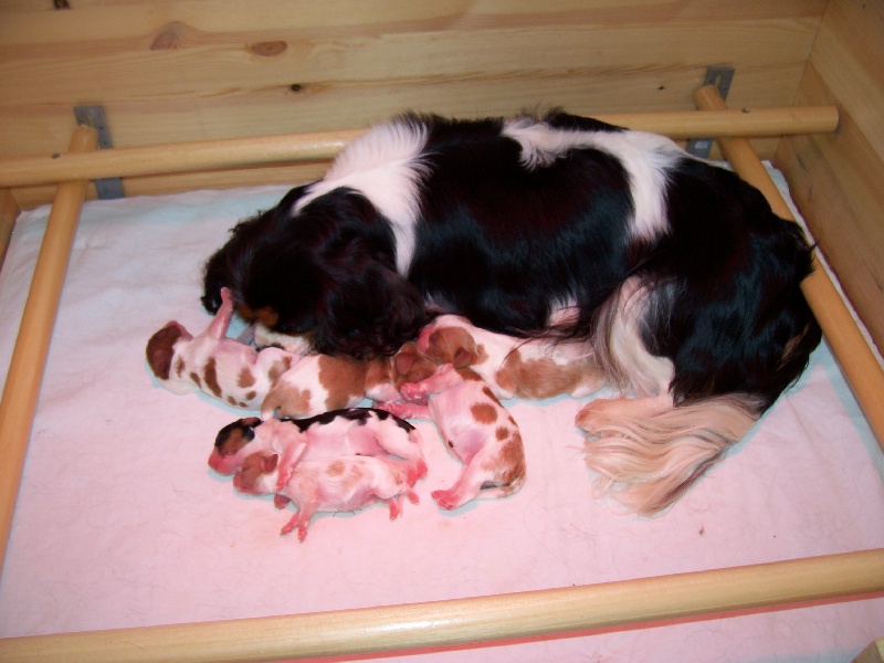 Du Petit Monde De Brigalane - Cavalier King Charles Spaniel - Portée née le 20/11/2013