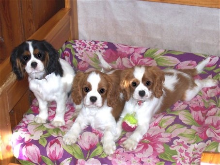 Du Petit Monde De Brigalane - Cavalier King Charles Spaniel - Portée née le 04/11/2013