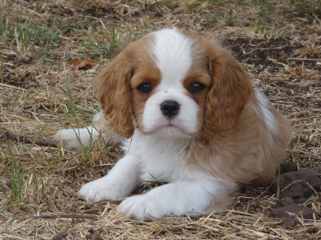 Du Petit Monde De Brigalane - Chiots disponibles - Cavalier King Charles Spaniel