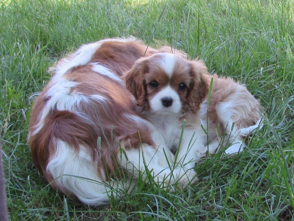Du Petit Monde De Brigalane - Cavalier King Charles Spaniel - Portée née le 21/03/2020