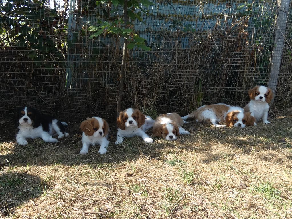 Chiot Cavalier King Charles Spaniel Du Petit Monde De Brigalane