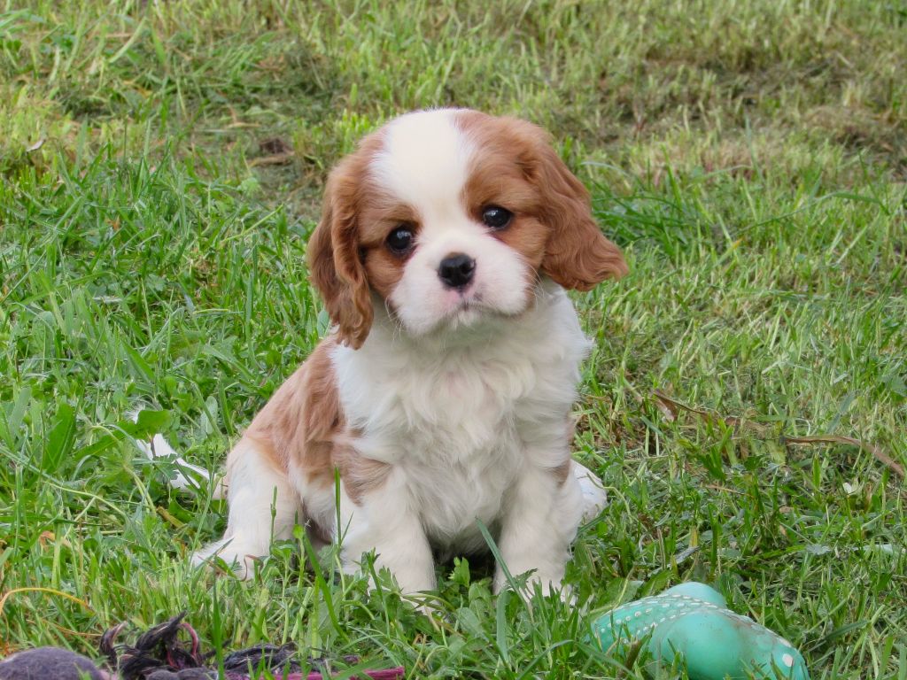 Du Petit Monde De Brigalane - Chiots disponibles - Cavalier King Charles Spaniel