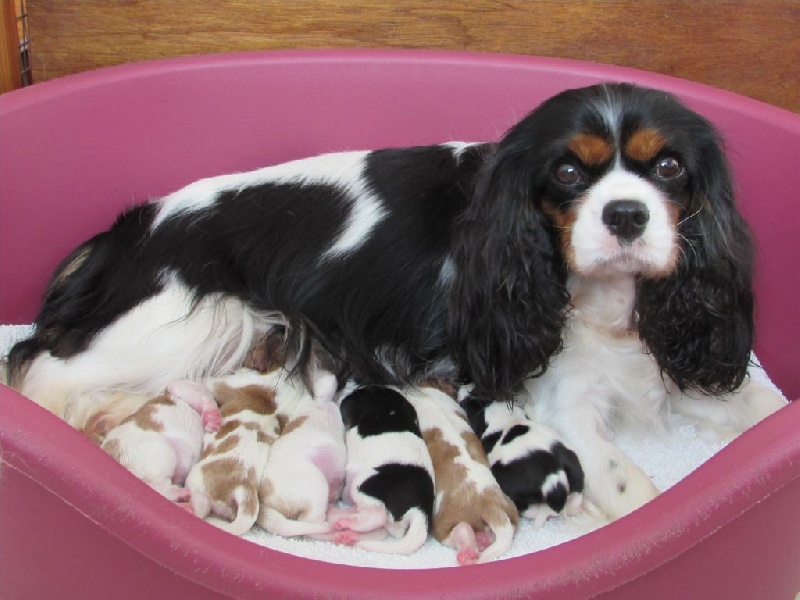 Du Petit Monde De Brigalane - Cavalier King Charles Spaniel - Portée née le 24/10/2015