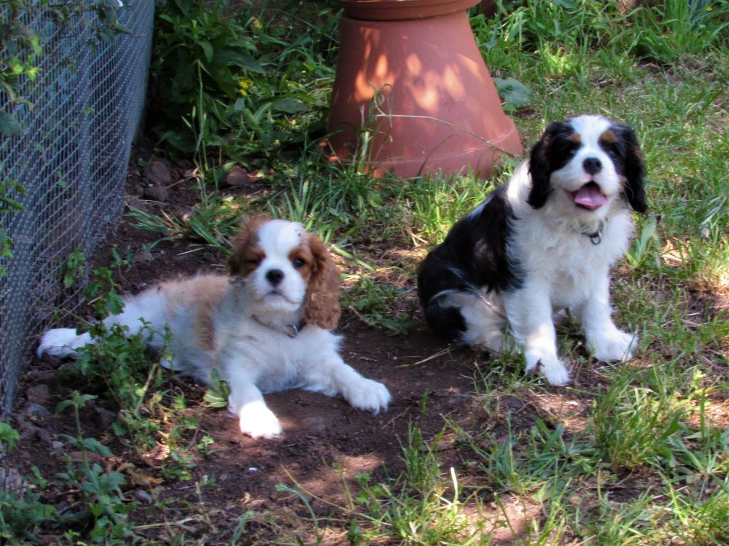 Du Petit Monde De Brigalane - Cavalier King Charles Spaniel - Portée née le 12/04/2023