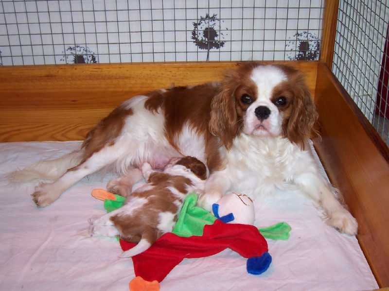 Du Petit Monde De Brigalane - Cavalier King Charles Spaniel - Portée née le 03/05/2013
